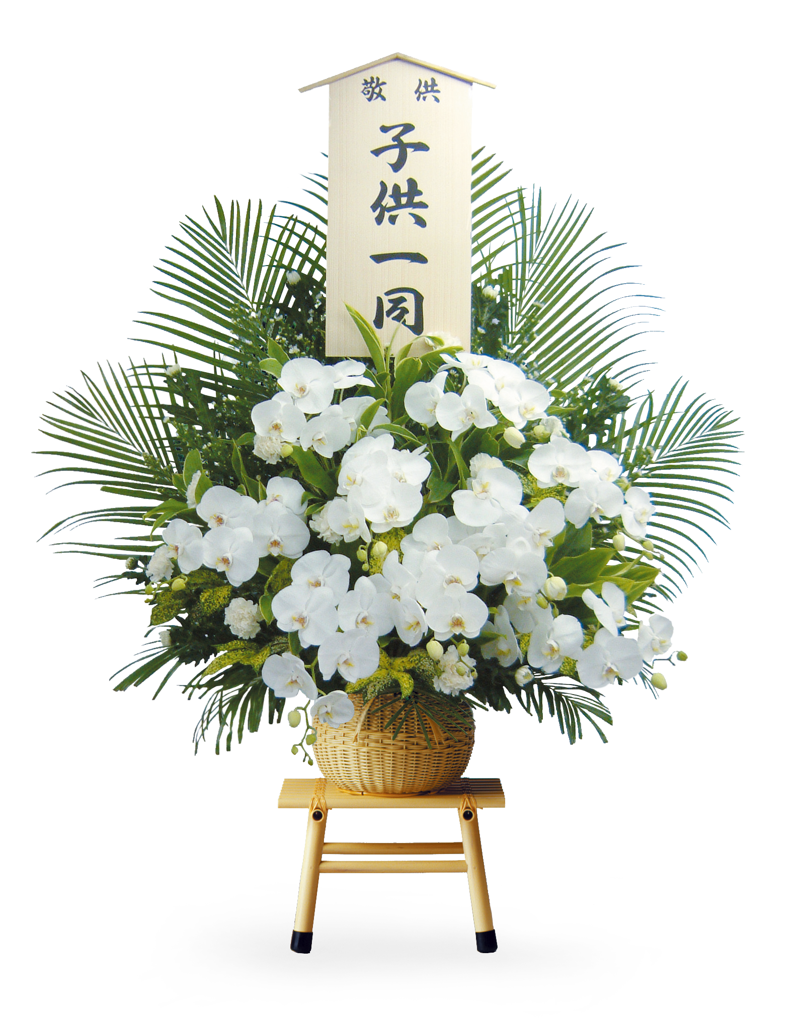 胡蝶蘭(ダルマ) 33,000円(税込)